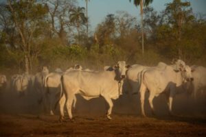 Aumento de precios de la carne en Bolivia