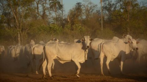 Aumento de precios de la carne en Bolivia
