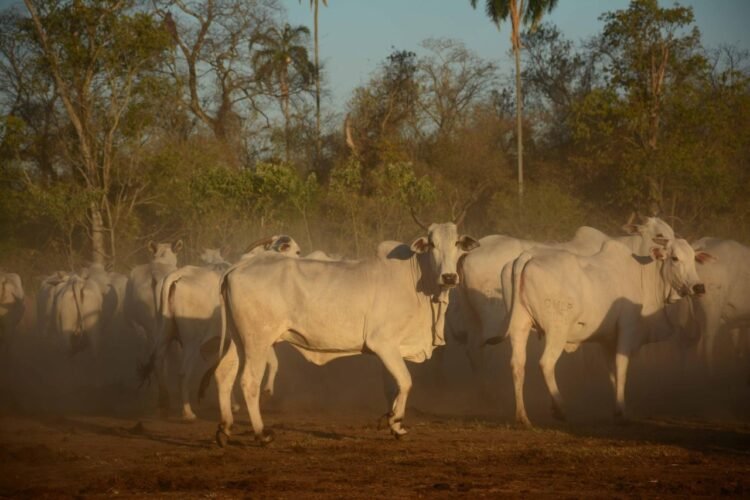 Aumento de precios de la carne en Bolivia