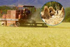 precio de compra trigo en el oriente boliviano