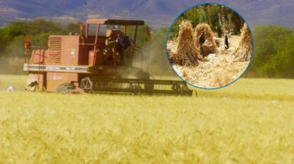 precio de compra trigo en el oriente boliviano