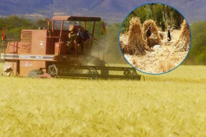 precio de compra trigo en el oriente boliviano