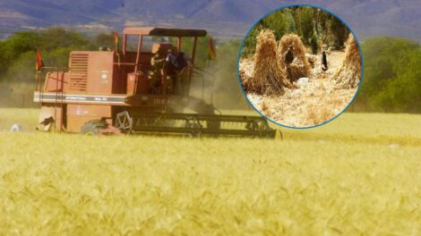 precio de compra trigo en el oriente boliviano
