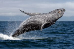 Longevidad en ballenas y mamíferos marinos