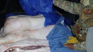 Gobierno decomisa carne en operativos contra contrabando