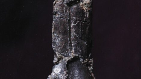 Nuevo pterosaurio en Japón