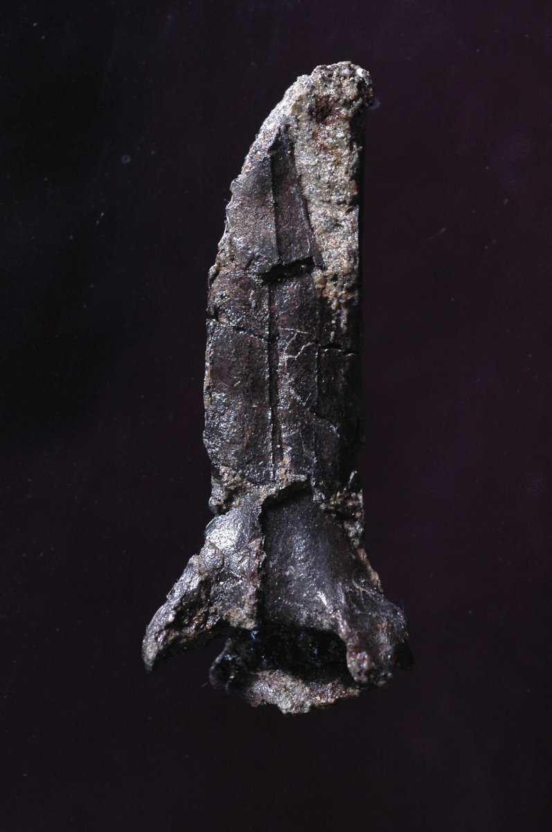 Nuevo pterosaurio en Japón