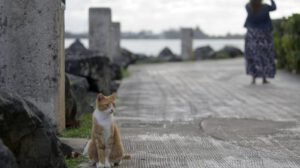 mutación pelaje naranja gatos