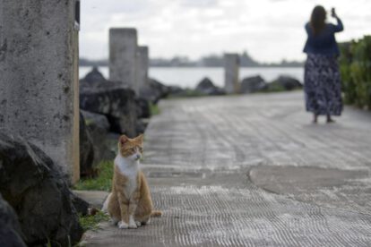 mutación pelaje naranja gatos
