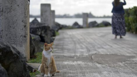 mutación pelaje naranja gatos