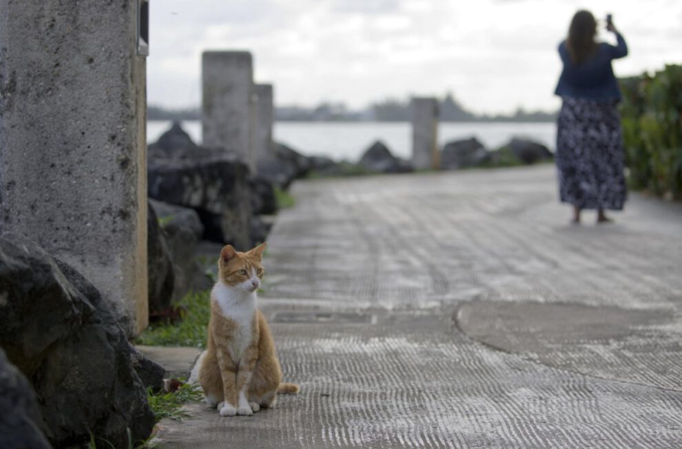 mutación pelaje naranja gatos
