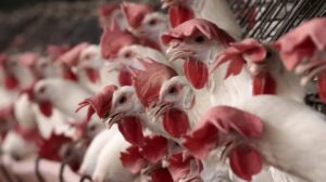 gripe aviar Brasil: primer brote en la avicultura comercial