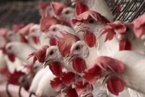 gripe aviar Brasil: primer brote en la avicultura comercial