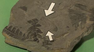 Fósil de insecto único en el Museo Paleontológico de Elche