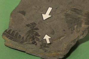 Fósil de insecto único en el Museo Paleontológico de Elche