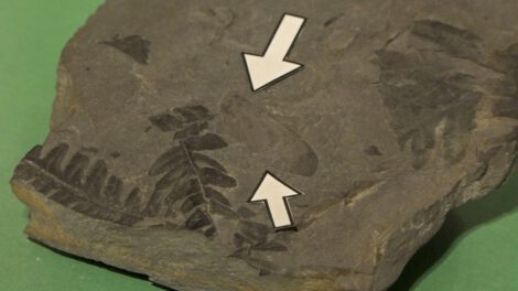 Fósil de insecto único en el Museo Paleontológico de Elche