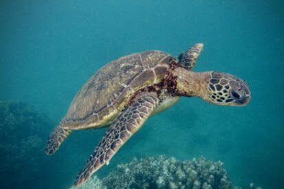 Cambio climático y especies amenazadas