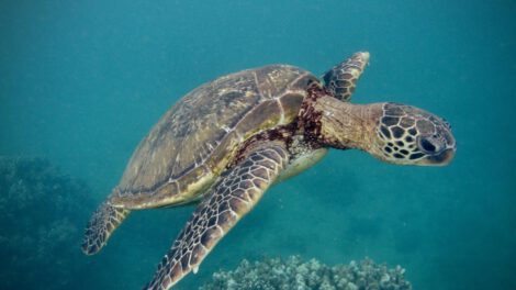 Cambio climático y especies amenazadas