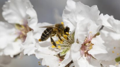 Día Mundial de las Abejas: Urgente llamada a la acción ambiental