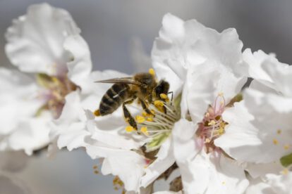Día Mundial de las Abejas: Urgente llamada a la acción ambiental