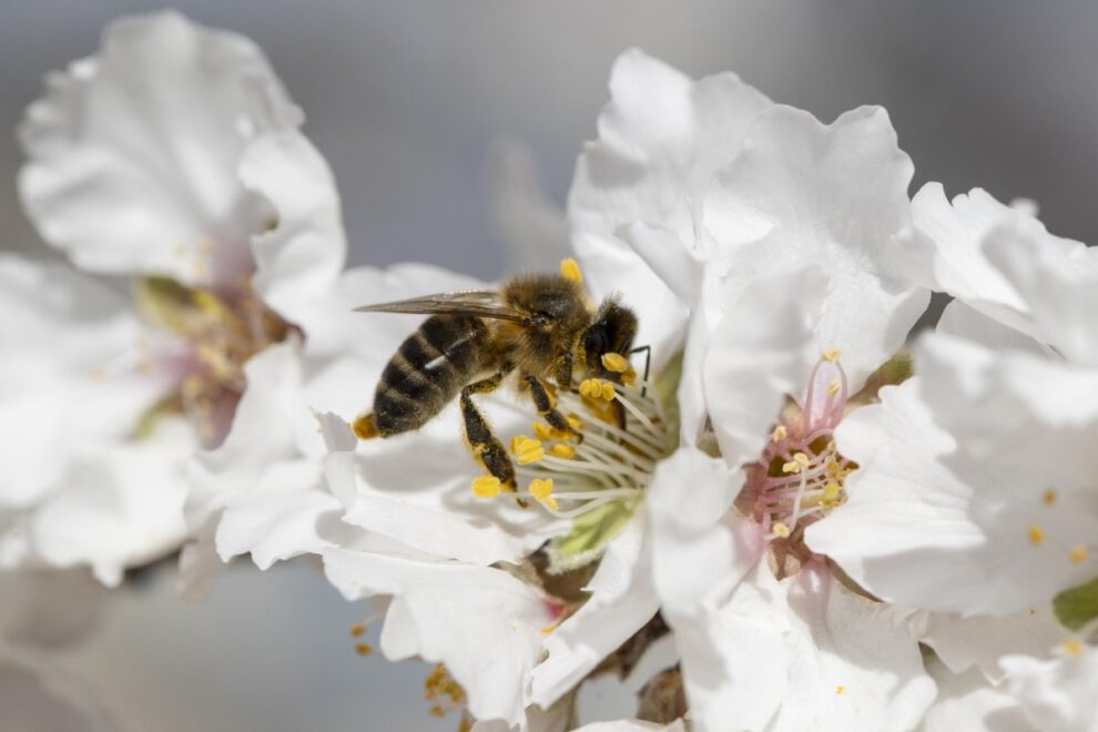 Día Mundial de las Abejas: Urgente llamada a la acción ambiental
