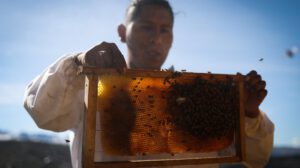 Convivencia con abejas en La Paz