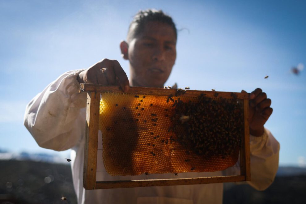 Convivencia con abejas en La Paz
