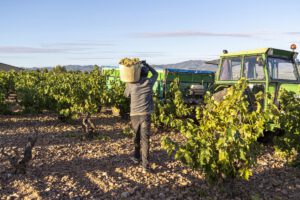 Cambio climático afecta regiones vitivinícolas