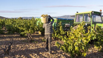 Cambio climático afecta regiones vitivinícolas