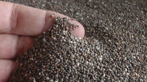 Siembra de chía en Bolivia crece gracias a la apertura del mercado chino