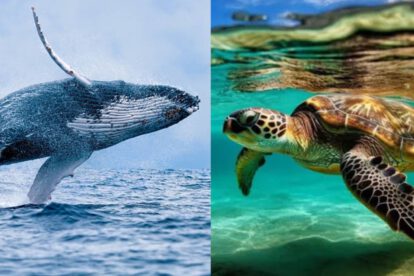 Demanda a Gobierno de EE.UU. por poner en peligro a ballenas y tortugas del Golfo de México