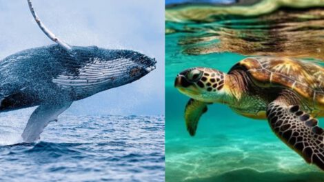 Demanda a Gobierno de EE.UU. por poner en peligro a ballenas y tortugas del Golfo de México