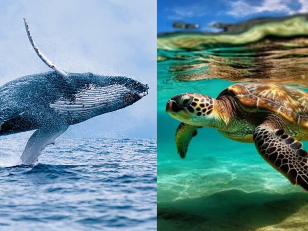 Demanda a Gobierno de EE.UU. por poner en peligro a ballenas y tortugas del Golfo de México