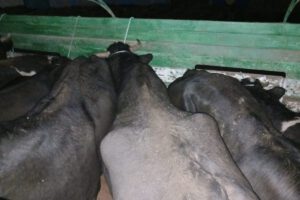 Comiso de ganado en Tomarapi