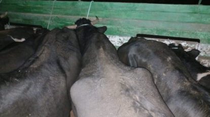 Comiso de ganado en Tomarapi
