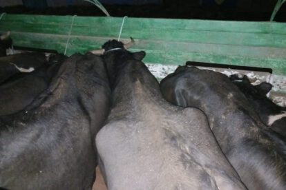 Comiso de ganado en Tomarapi