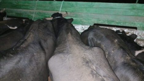 Comiso de ganado en Tomarapi