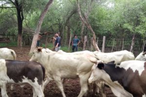 certificación de país libre de fiebre aftosa