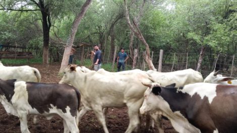 certificación de país libre de fiebre aftosa