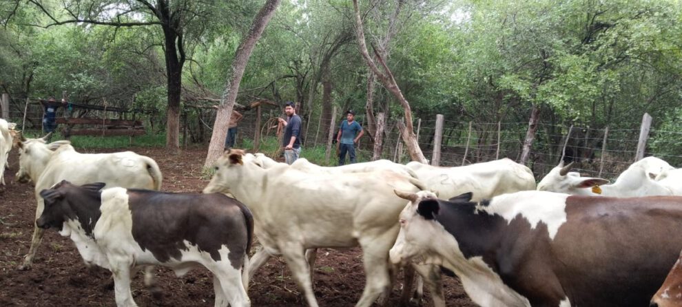 certificación de país libre de fiebre aftosa