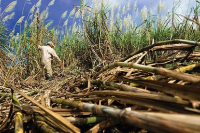 Crisis de diésel amenaza producción cañera en Santa Cruz