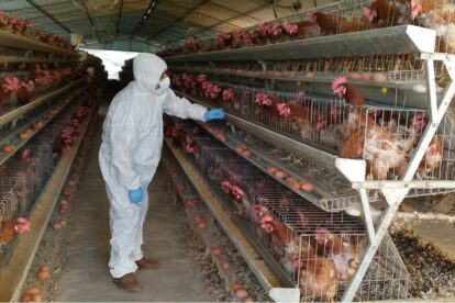 Controles que realiza el Senasag en granjas avícolas de Chuquisaca