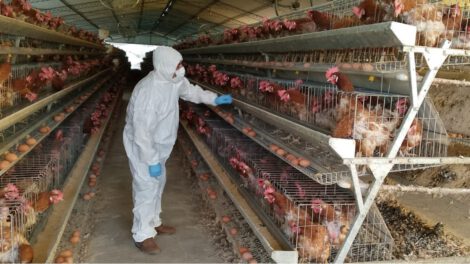 Controles que realiza el Senasag en granjas avícolas de Chuquisaca