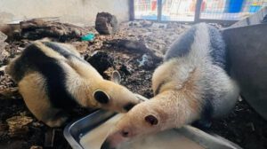 Recuperación de osos hormigueros tras incendios forestales