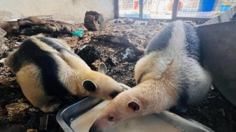Recuperación de osos hormigueros tras incendios forestales