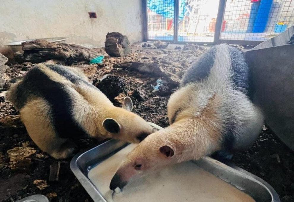 Recuperación de osos hormigueros tras incendios forestales