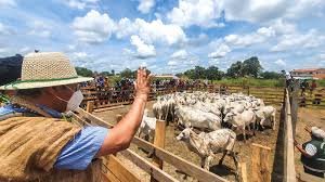El frente frío amenaza al sector ganadero