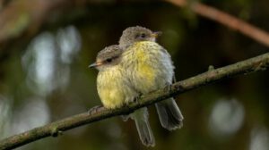 Aves de Galápagos logran notable recuperación en reproducción