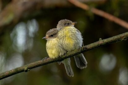 Aves de Galápagos logran notable recuperación en reproducción