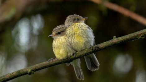 Aves de Galápagos logran notable recuperación en reproducción